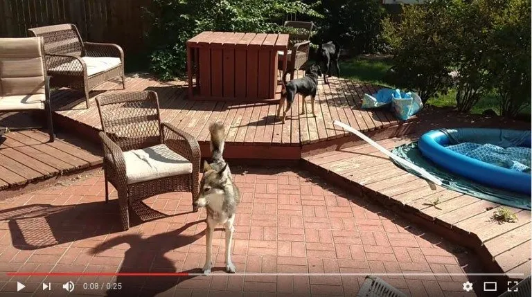 Dogs Howls along with Tornado Siren