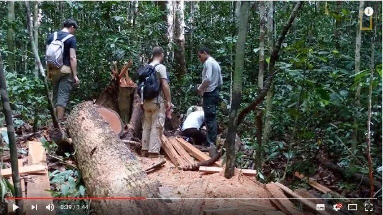 How to save Rainforests using old Cell Phones